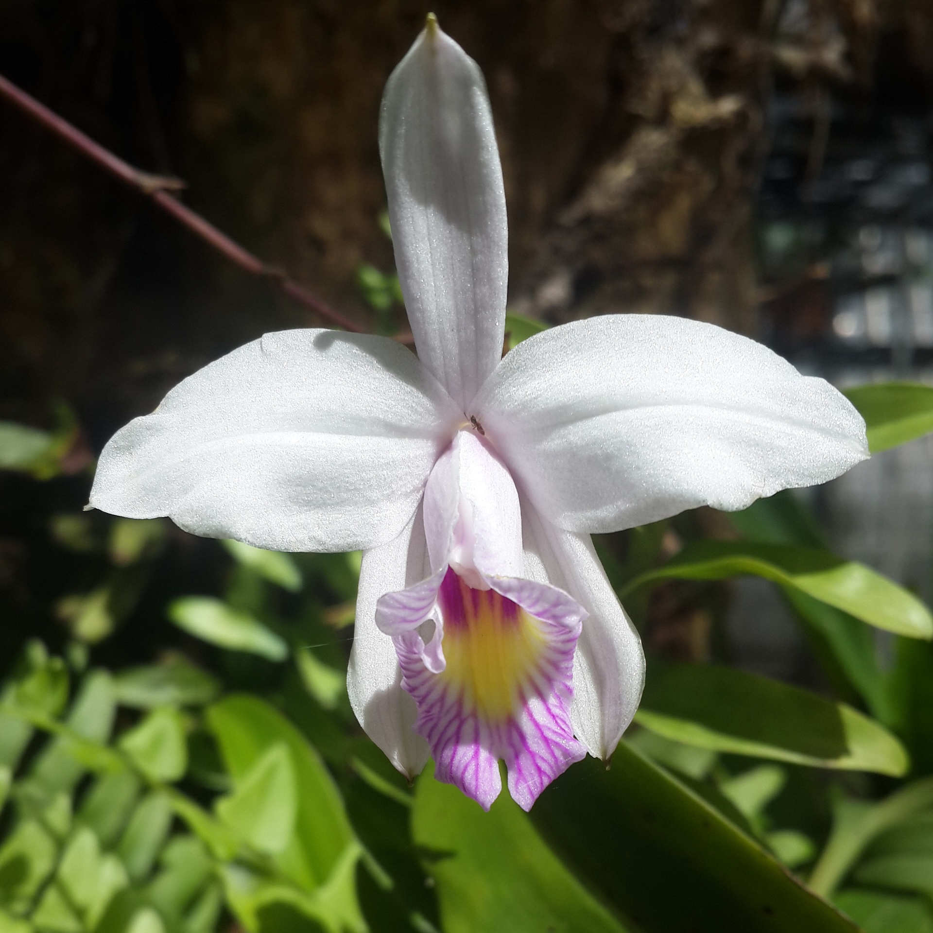 The Arundina graminifolia giving its usual main character energy...