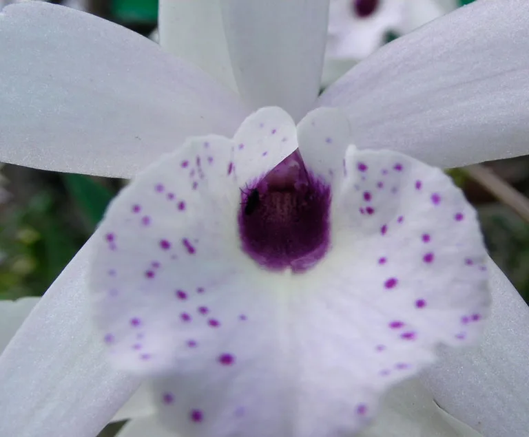 Brassavola - Cattleya Makai