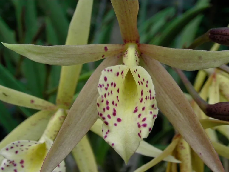 Brassavola Cattleya Hot Spice