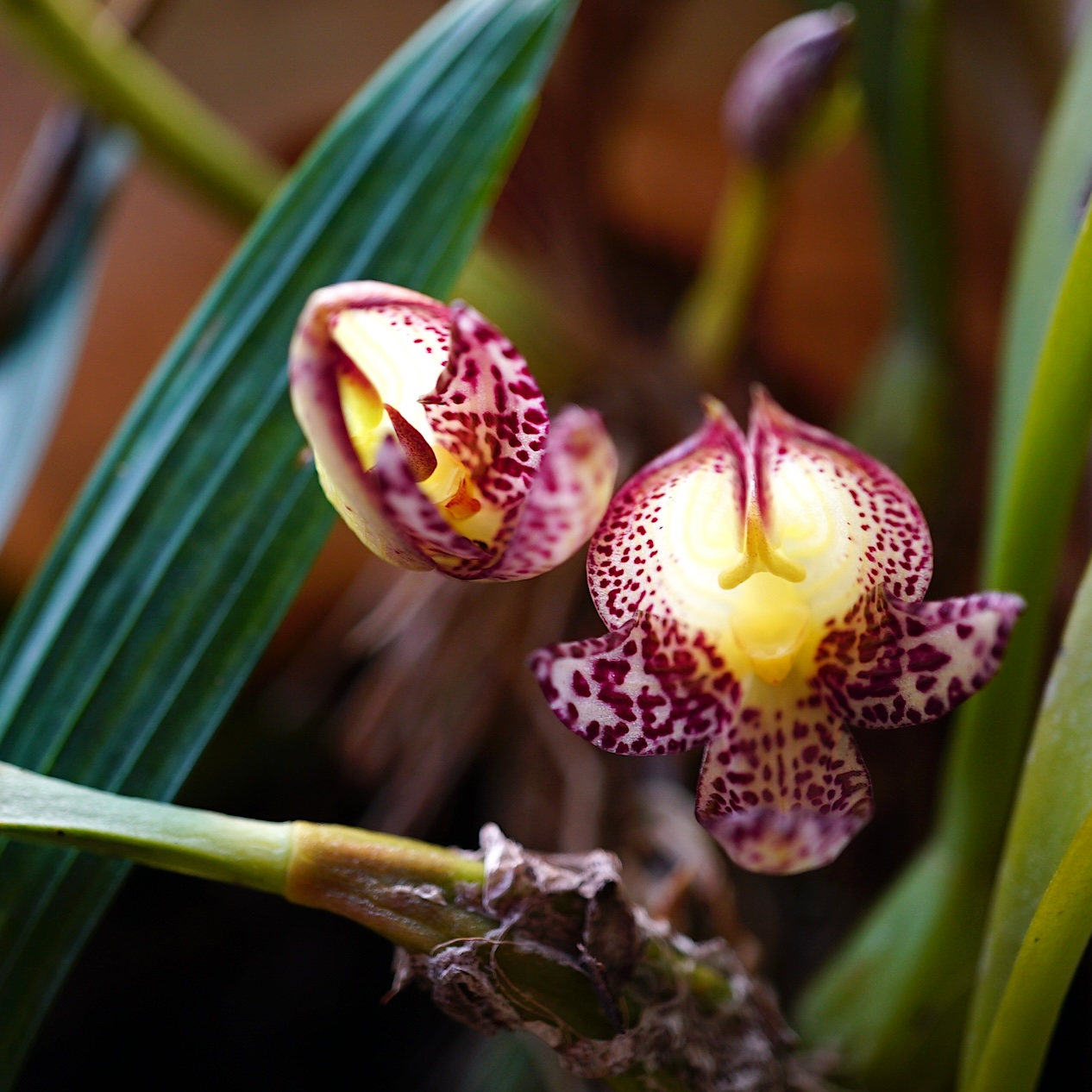 Bulbophyllum macranthum getting a glow up
