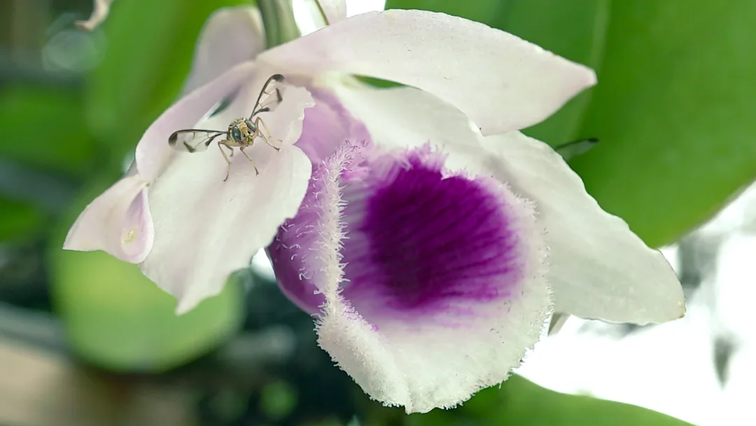 Such a Simp! The Dendrobium anosmum emits a sweet raspberry smell (raspberry ketone) that acts as precursors to the male Bactrocera flies' pheromones. The fly eagerly consume these compounds directly from the flower tissue. This boosts the fly's mating success by maximizing the potency of its sex pheromones to attract females.