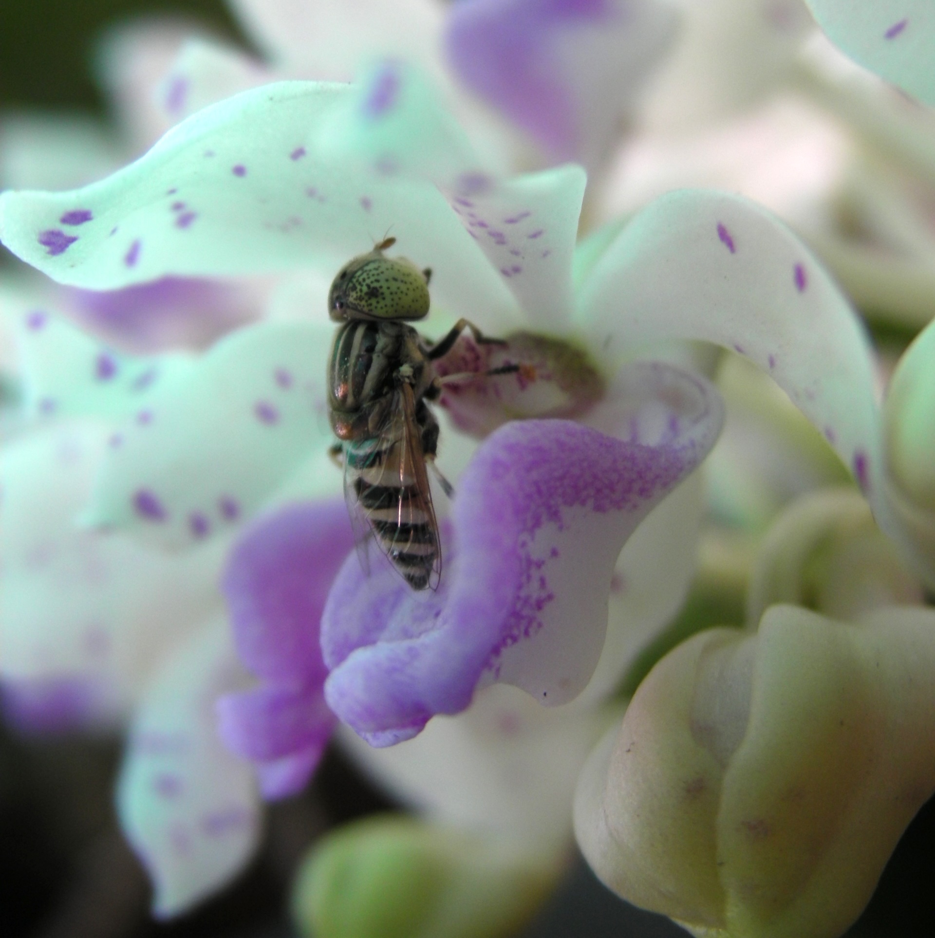 A hover fly (Eristalinus megacephalus) exploring a bussin  Rynchostylis gigantea