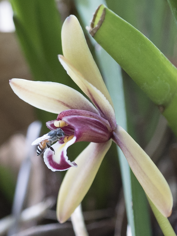 A red dwarf honey bee (Apis florea) checking out the drip of  a Cymbidium finlaysonianum