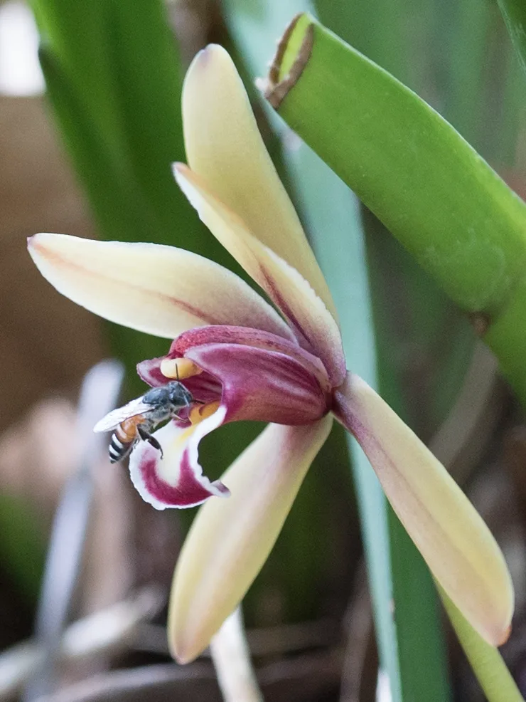 A red dwarf honey bee (Apis florea) checking out the drip of  a Cymbidium finlaysonianum