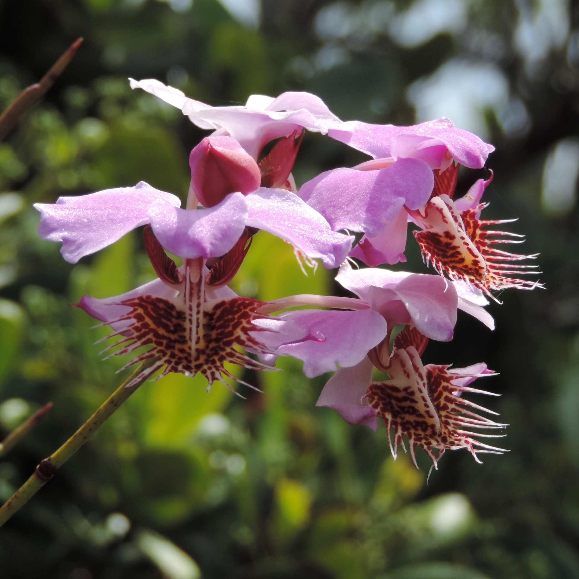 The spectacular Papilionanthe pedunculata flexing its petals
